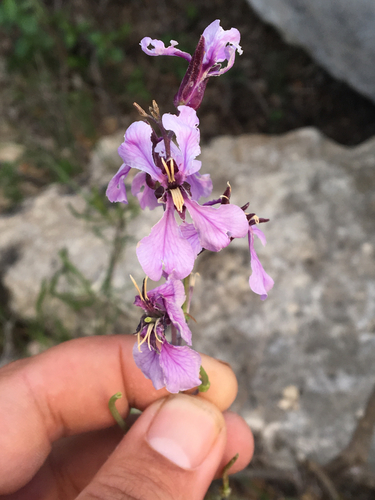 broadpod jewelflower (Streptanthus platycarpus)