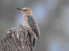 Melanerpes aurifrons