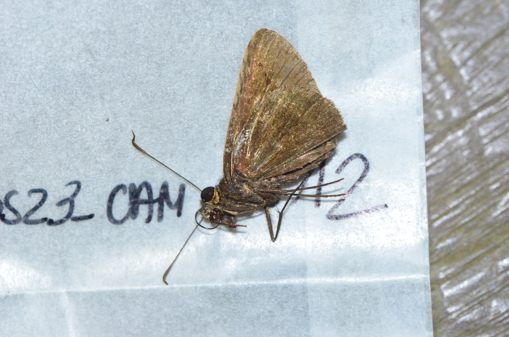 Papias monus