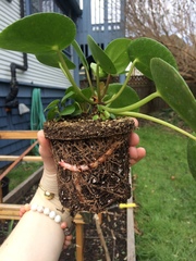 Pilea peperomioides