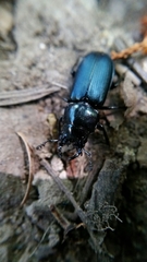 Platycerus oregonensis
