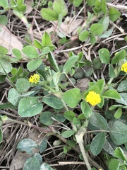 Medicago lupulina