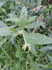 Vernonanthura tweedieana