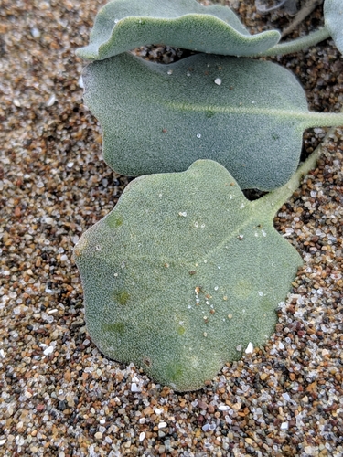 Image of Dithyrea maritima by no rights reserved