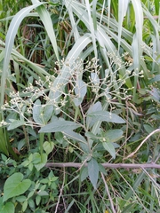 Vernonanthura tweedieana