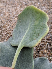 Dithyrea maritima