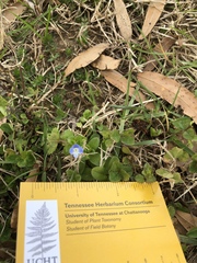 Veronica persica