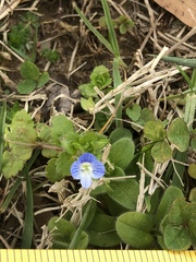 Veronica persica