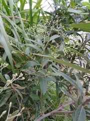 Vernonanthura tweedieana