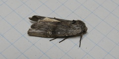 Lithomoia germana