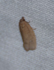 Phaecasiophora inspersa