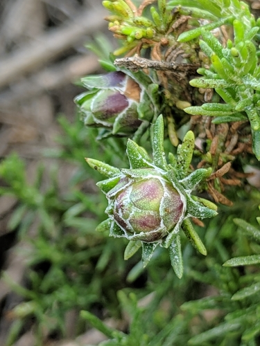 Goldenbush Bud Gall Midge
