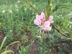 Oenothera hispida