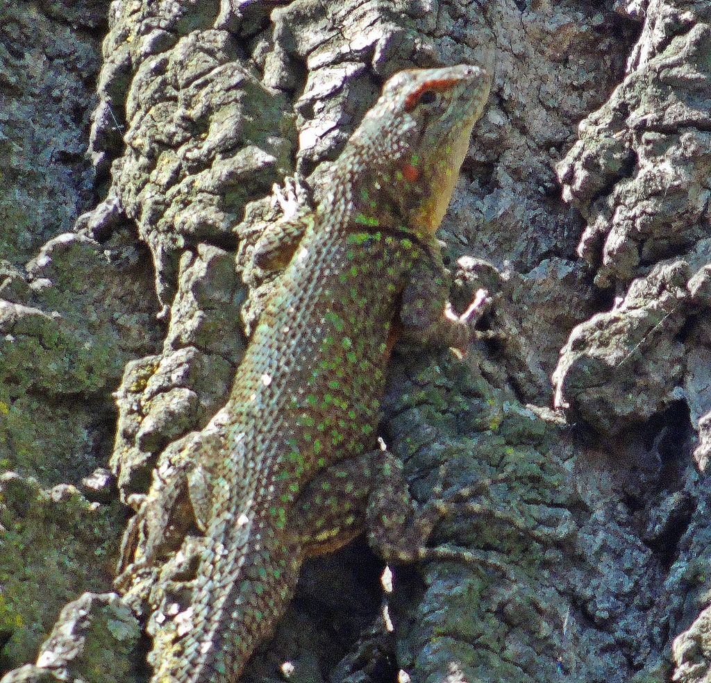 Spiny Lizards from San Antonio, Méx., México on October 30, 2023 at 11