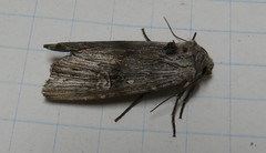 Lithomoia germana