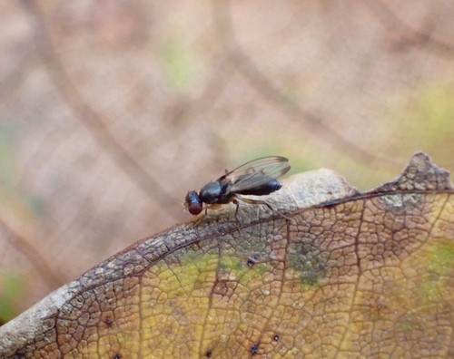 Geomyza subnigra