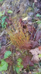 Hypericum gentianoides