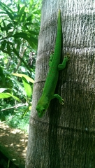 Phelsuma grandis