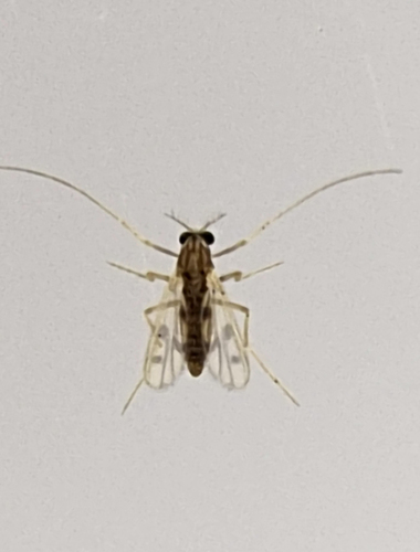 Polypedilum apicatum