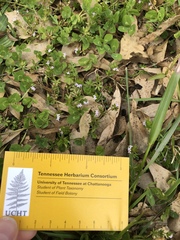 Sherardia arvensis