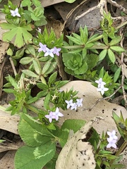 Sherardia arvensis