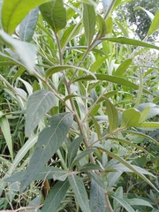 Vernonanthura tweedieana