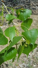 Populus deltoides deltoides