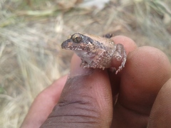 Arthroleptis stenodactylus