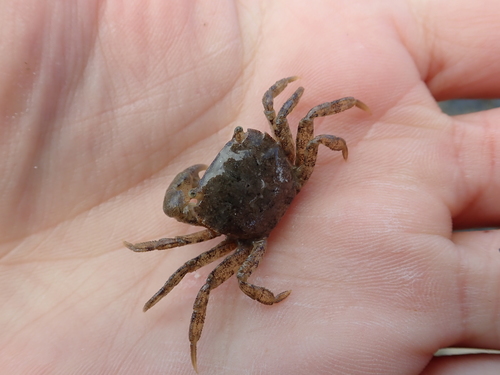Hemigrapsus takanoi