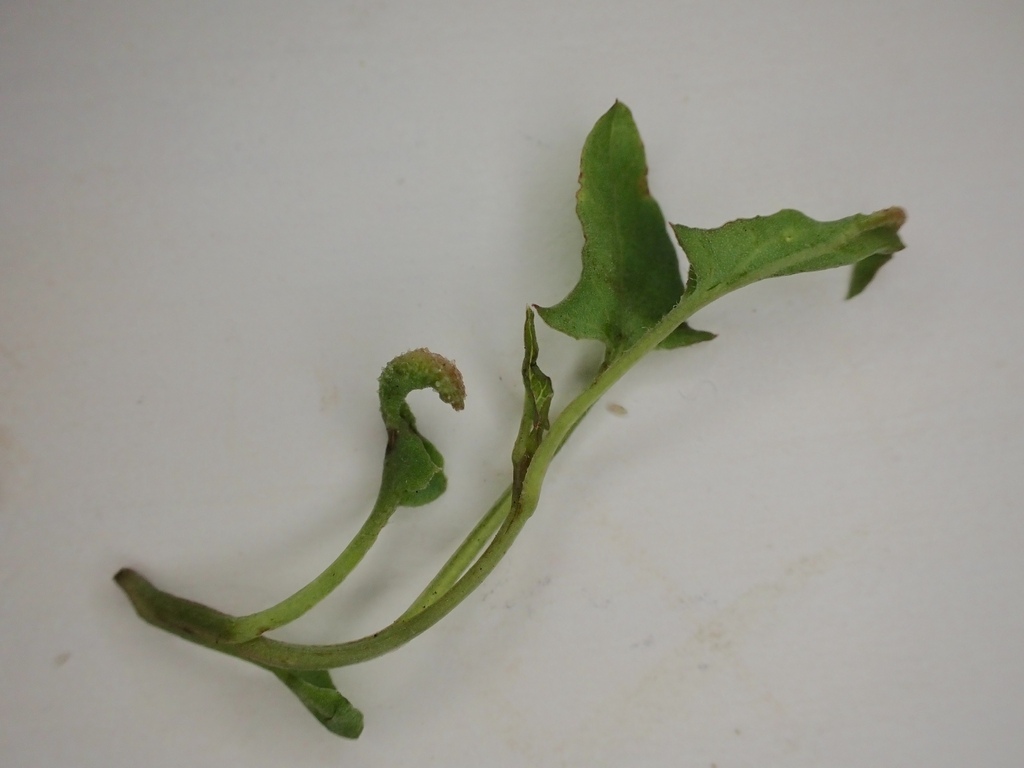 Aculus convolvuli