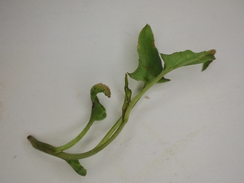 Aculus convolvuli