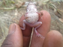 Arthroleptis stenodactylus