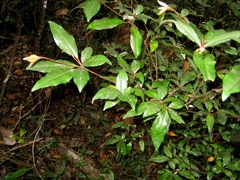 Croton noronhae
