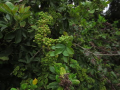Cissus striata