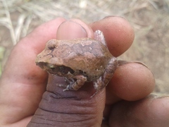 Arthroleptis stenodactylus