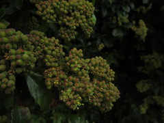 Cissus striata