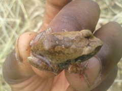 Arthroleptis stenodactylus