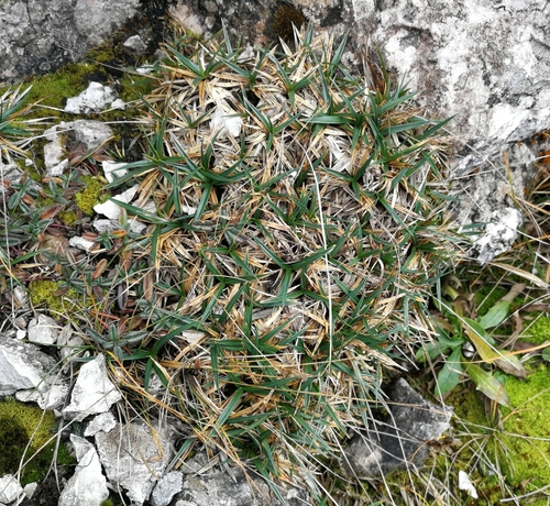ostrica pevná (Carex firma)