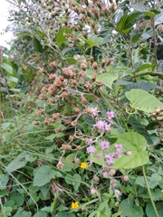 Vernonanthura tweedieana