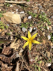 Erythronium rostratum