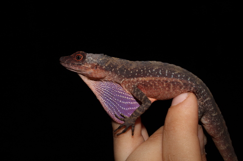 Medium
