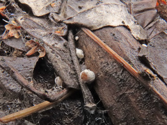 Meottomyces dissimulans