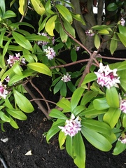 Daphne odora