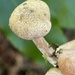 Inocybe lanatopurpurea - Photo (c) ym_wang_pnw, some rights reserved (CC BY-NC)