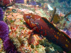 Rock Greenling photo 2