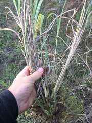 Miscanthus nepalensis