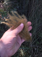 Miscanthus nepalensis
