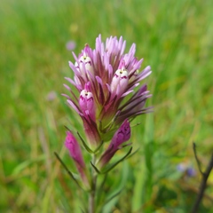Castilleja densiflora