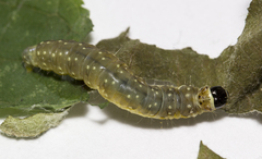 Choristoneura hebenstreitella