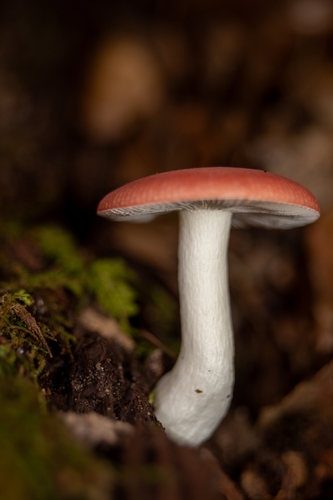Photograph of brittlegills
